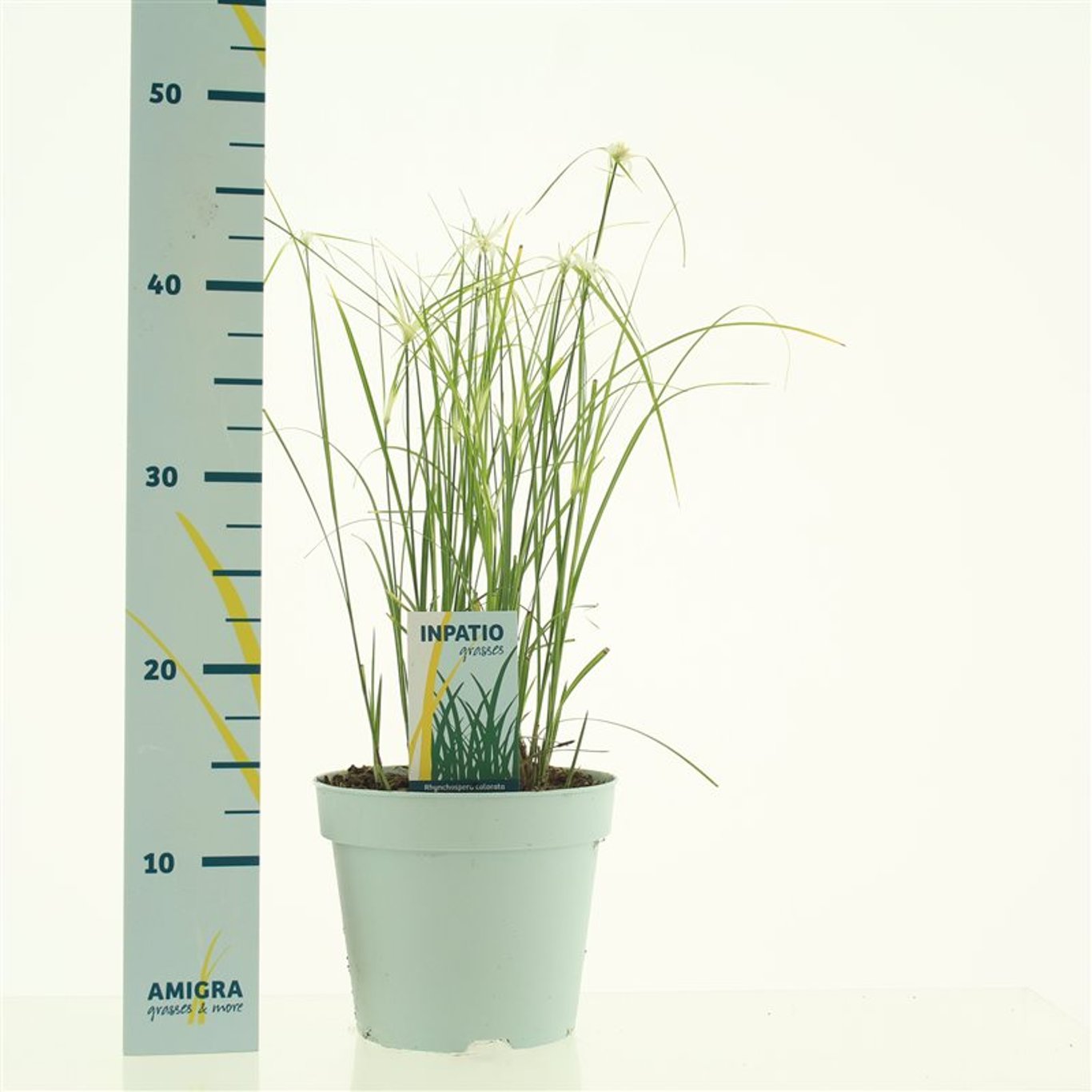 Rhynchospora colorata - C2